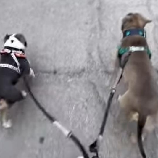 Trunks, an adoptable Pit Bull Terrier in Chicago, IL image 3/6