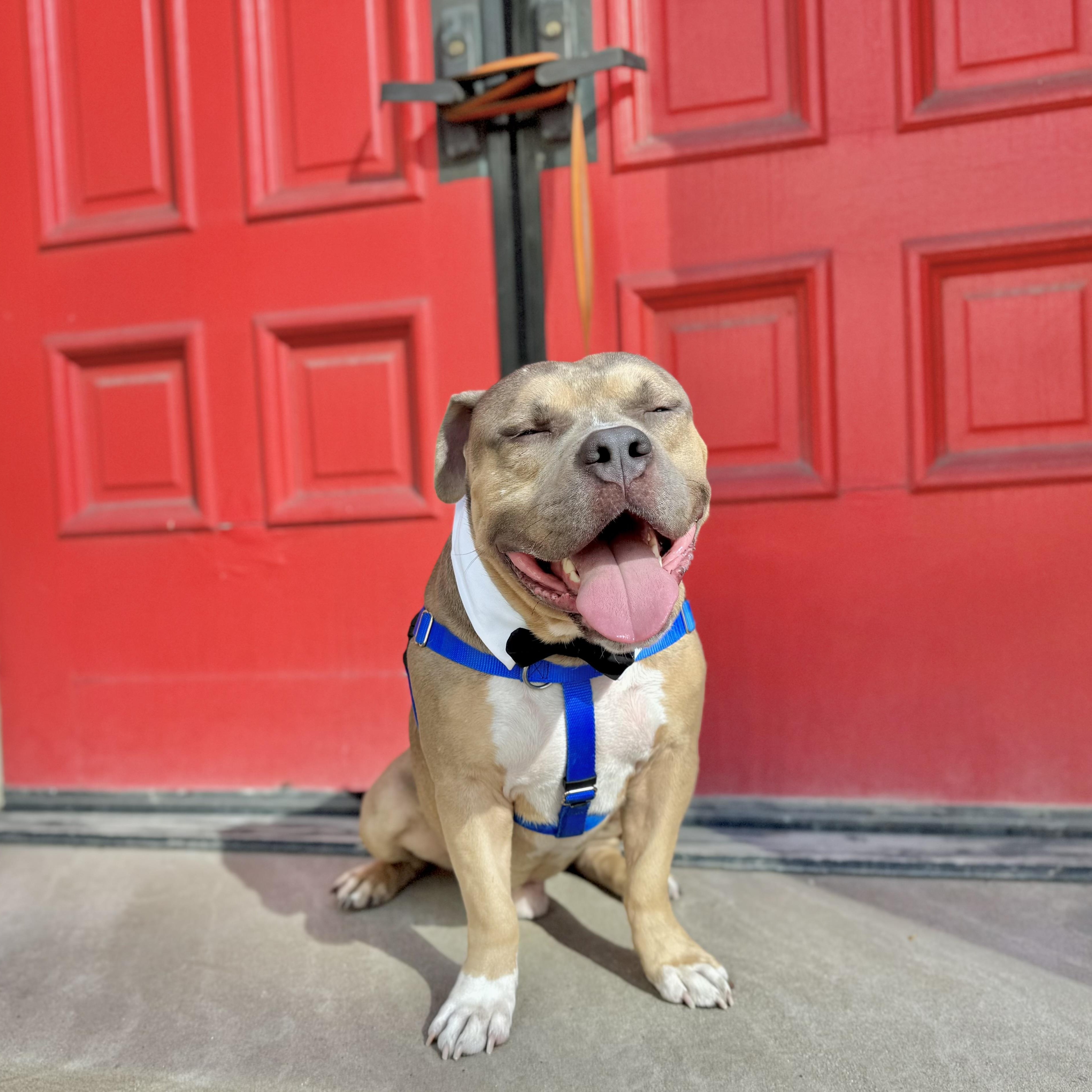 Trunks, an adoptable Pit Bull Terrier in Chicago, IL image 6/6