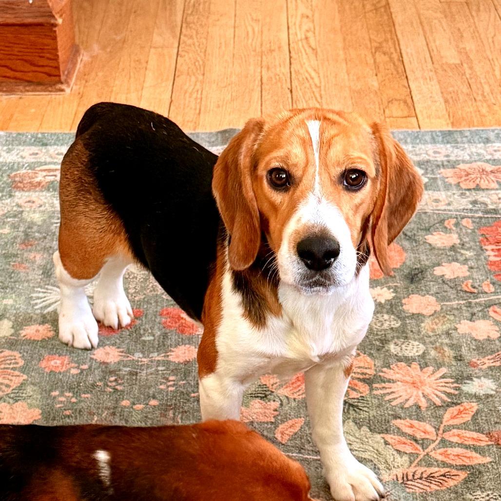 Alfie, Adoptable, Adult Male Beagle.