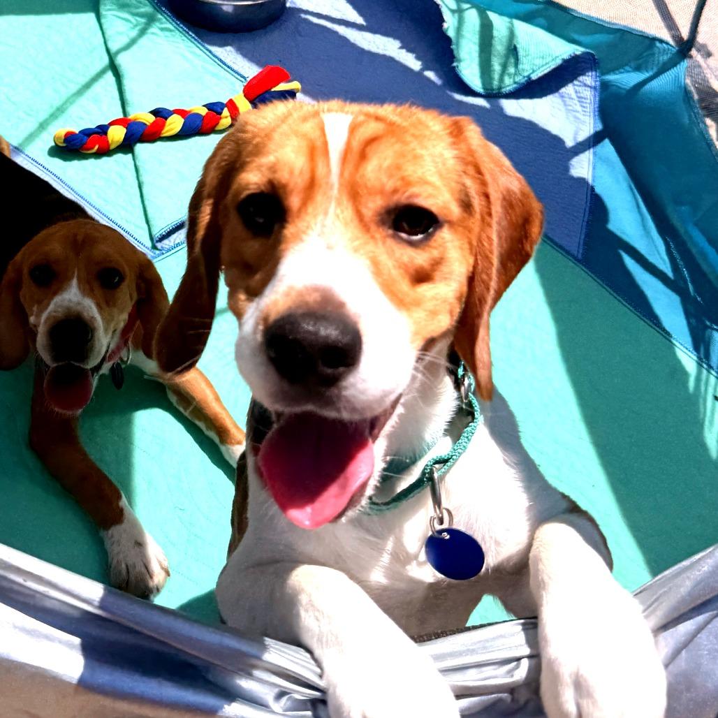 Alfie, a Adoptable Beagle in Wauwatosa, WI image 2/4