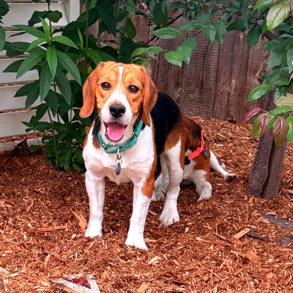 Alfie, a Adoptable Beagle in Wauwatosa, WI image 3/4