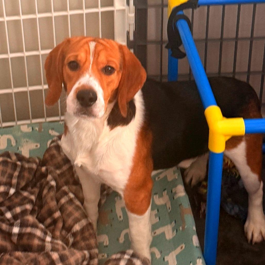 Alfie, a Adoptable Beagle in Wauwatosa, WI image 4/4