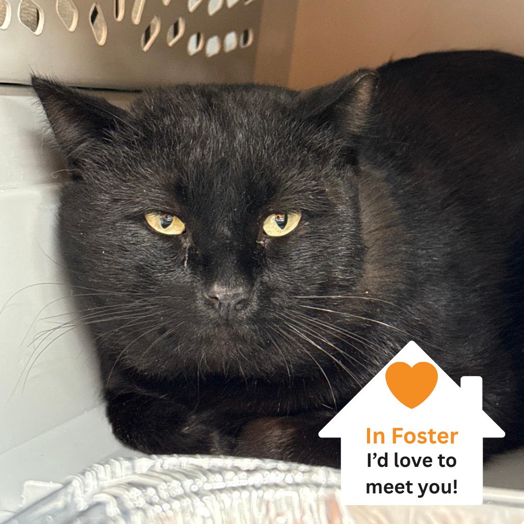 Tokyo, Adoptable, Young Male Domestic Short Hair.