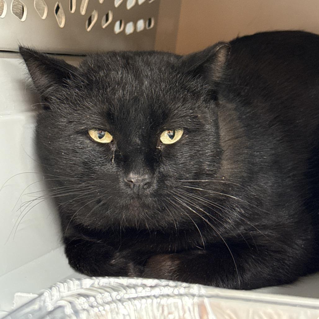 Enlarge Tokyo, a Adoptable Domestic Short Hair in Salt Lake City, UT image 2/2