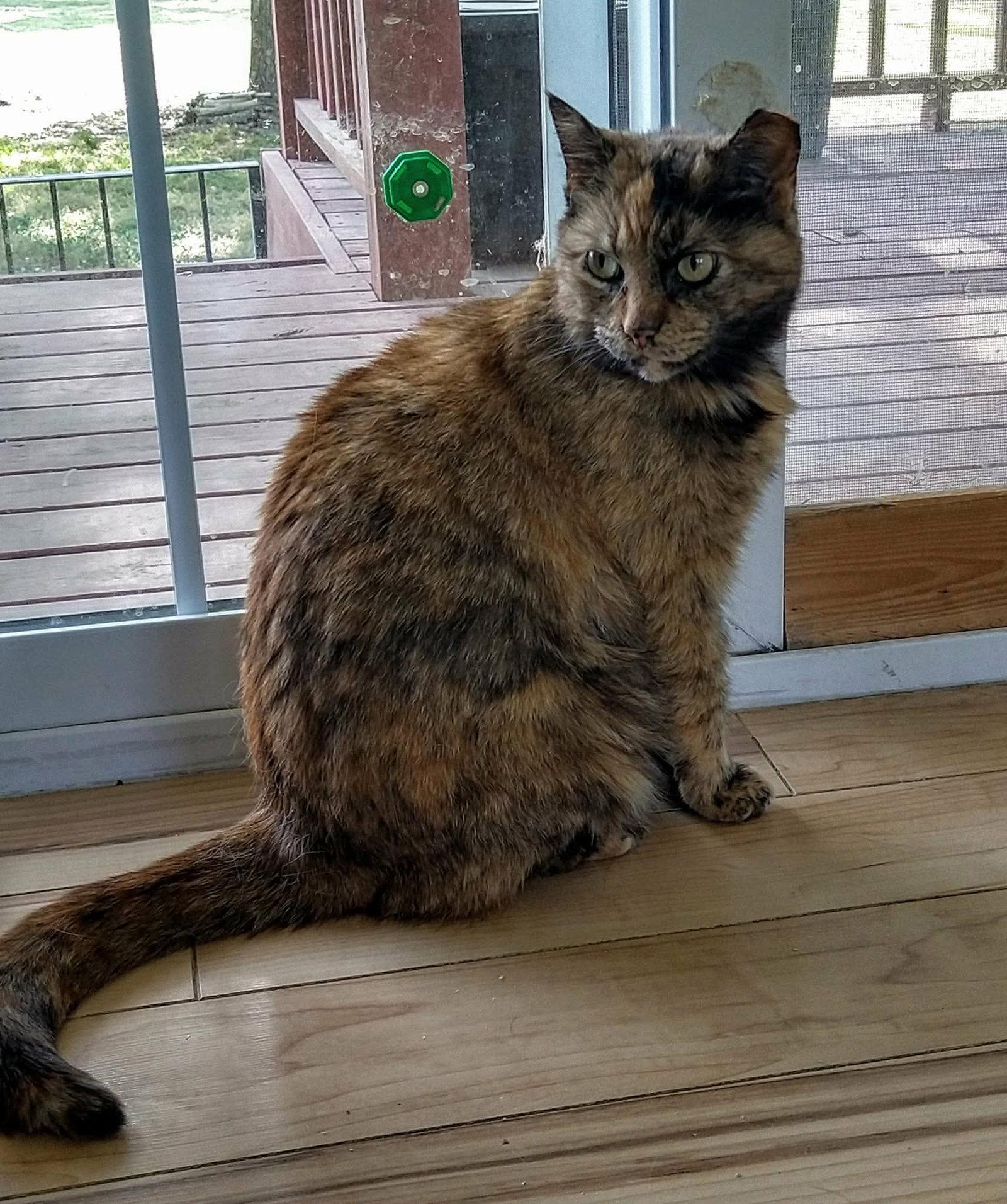 Enlarge Stella, a Adoptable Domestic Short Hair in Oakboro , NC image 1/3