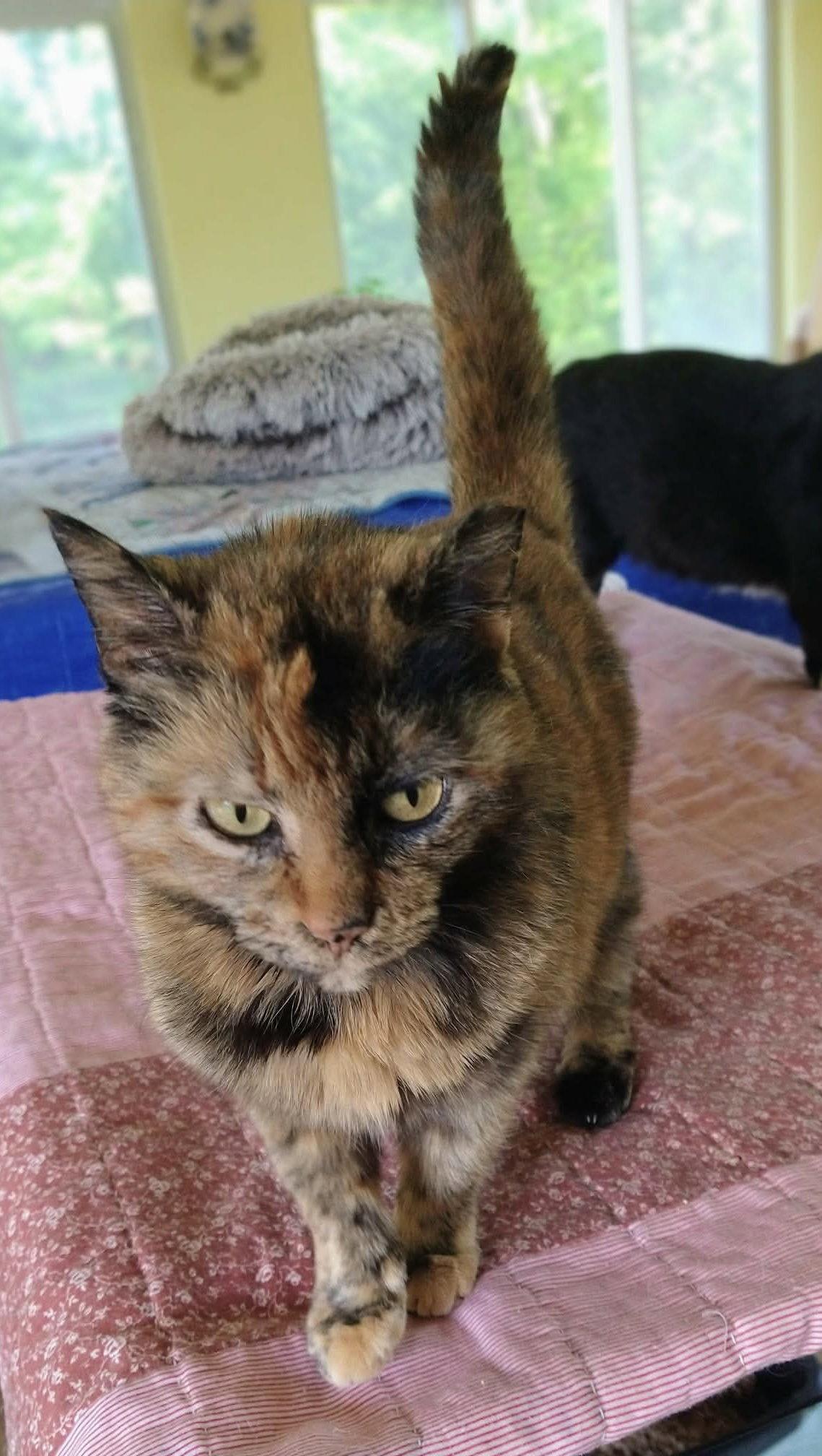 Enlarge Stella, a Adoptable Domestic Short Hair in Oakboro , NC image 2/3