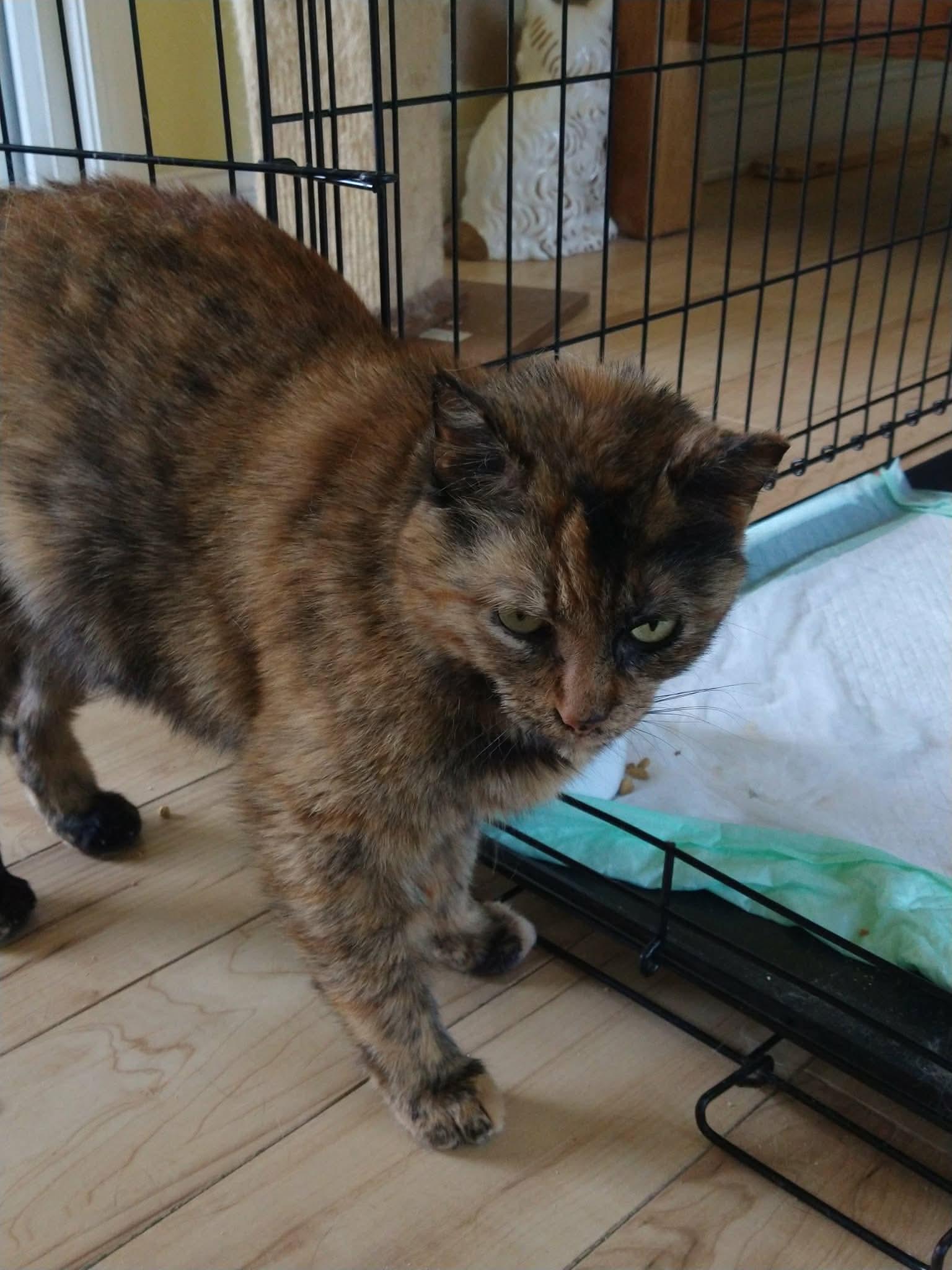 Enlarge Stella, a Adoptable Domestic Short Hair in Oakboro , NC image 3/3