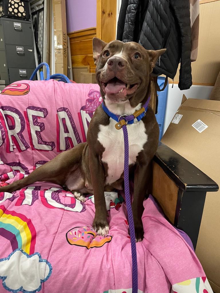 Missie (Mitsy), Adoptable, Adult Female Staffordshire Bull Terrier.