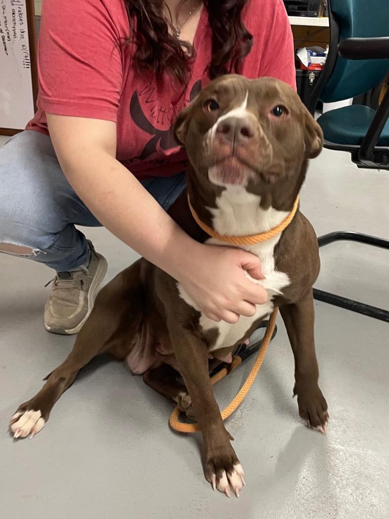 Enlarge Missie (Mitsy), a Adoptable Staffordshire Bull Terrier in Glenfield, NY image 2/2
