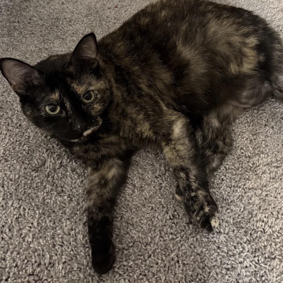 Cookie, a Adoptable Tortoiseshell in Austin, TX image 2/5