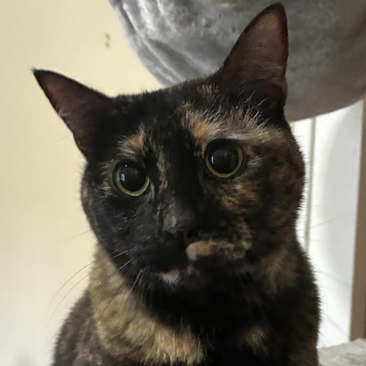 Enlarge Cookie, a Adoptable Tortoiseshell in Austin, TX image 4/6