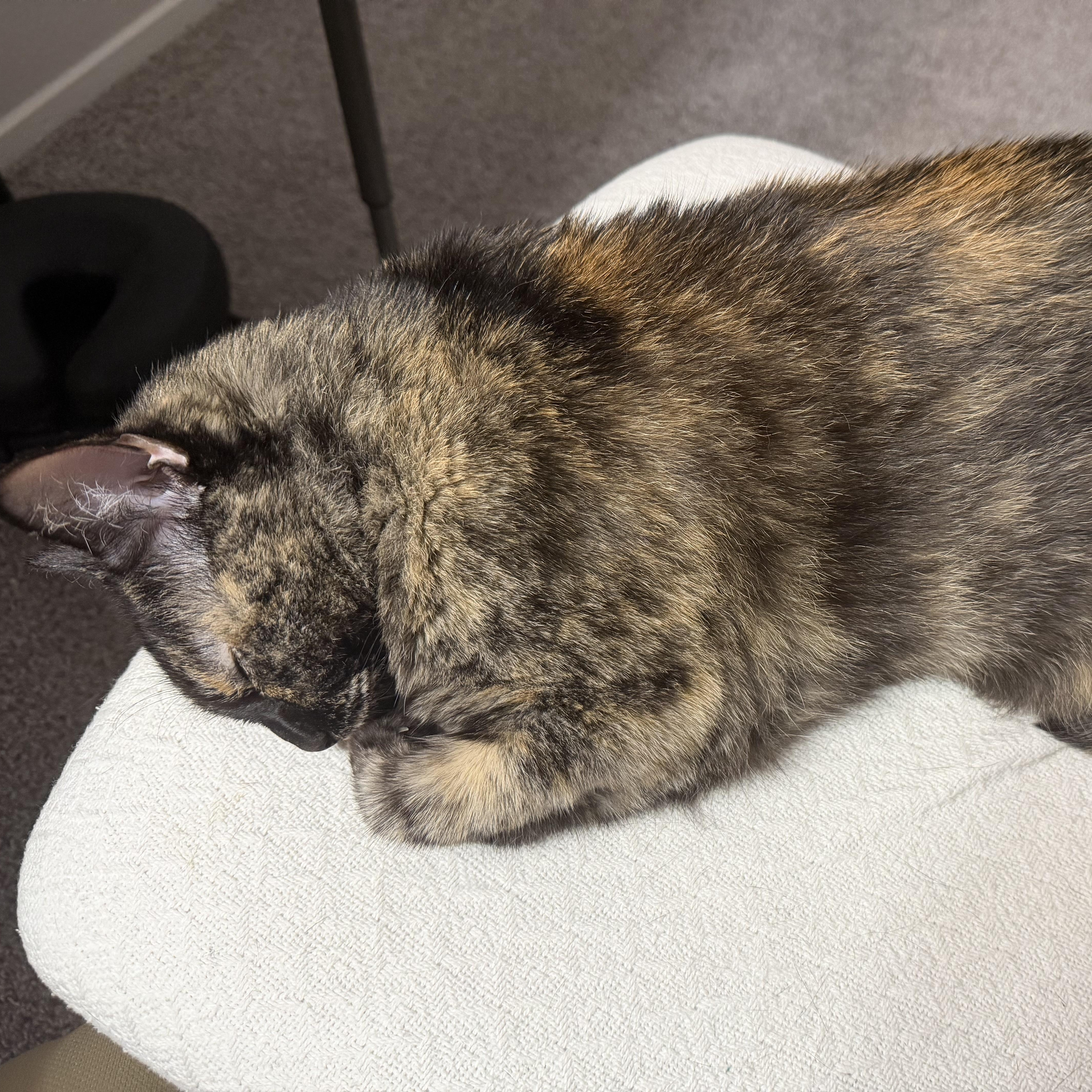 Cookie, a Adoptable Tortoiseshell in Austin, TX image 2/5