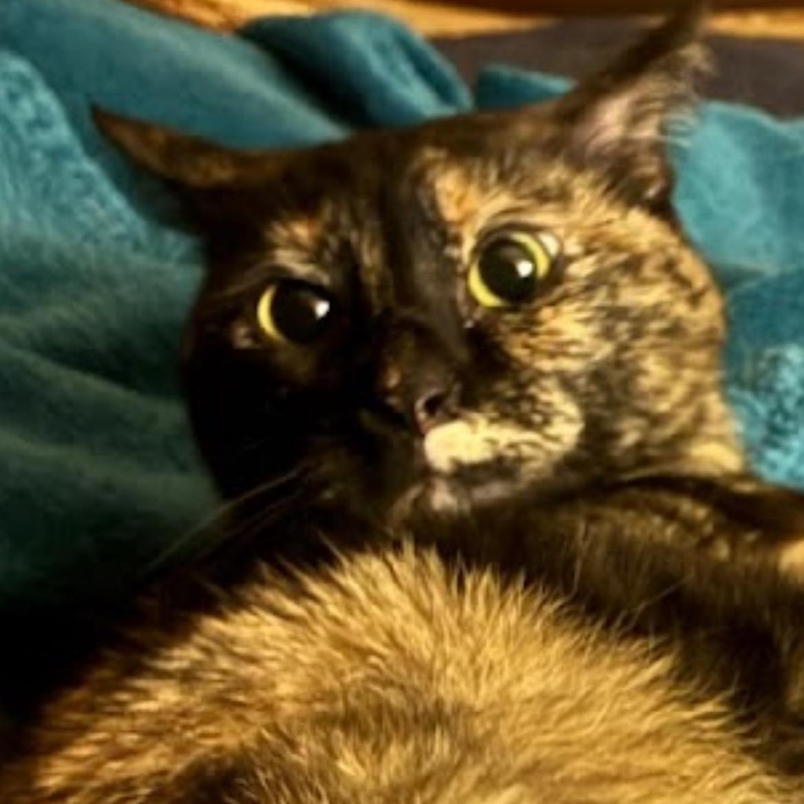 Enlarge Cookie, a Adoptable Tortoiseshell in Austin, TX image 3/6