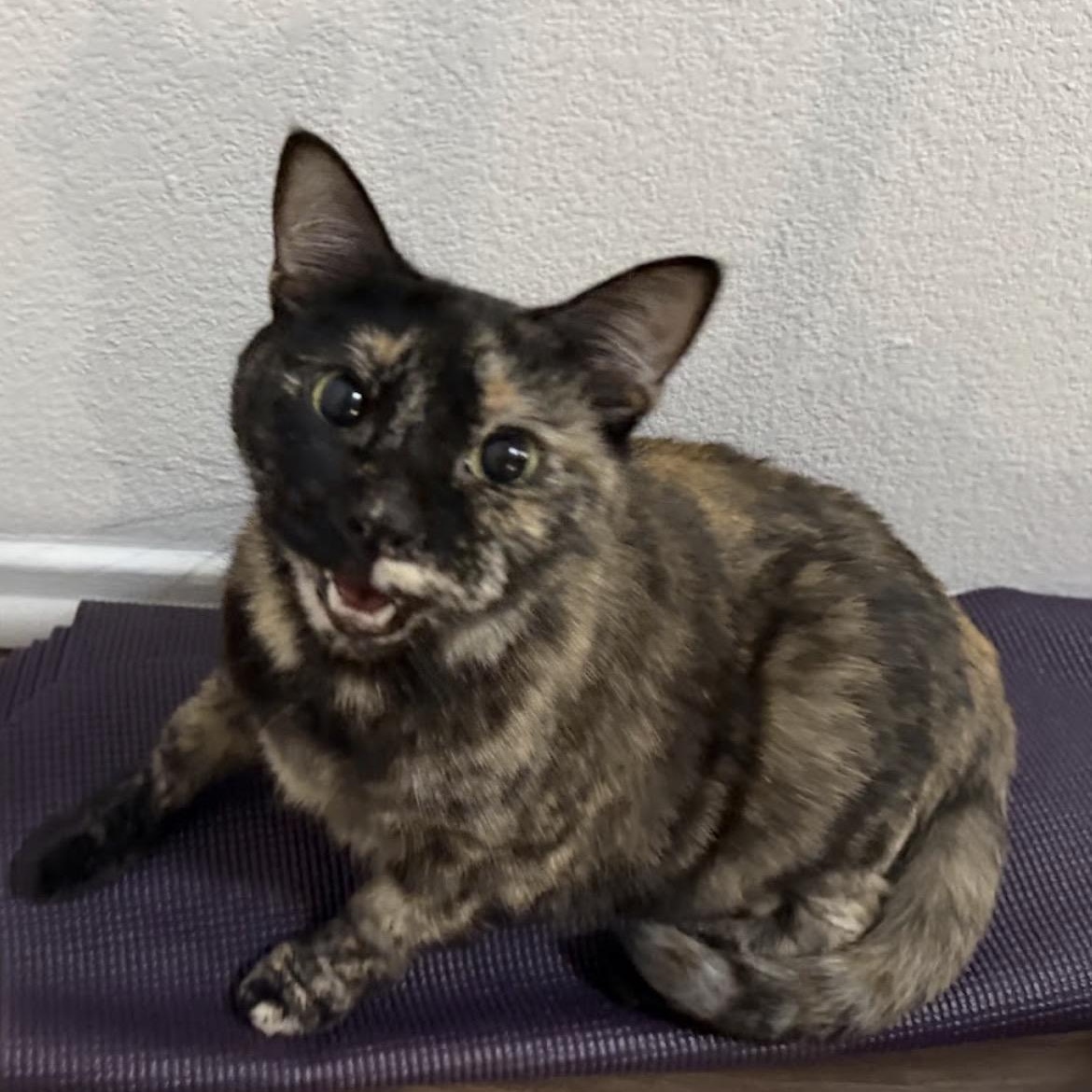 Cookie, a Adoptable Tortoiseshell in Austin, TX image 4/5