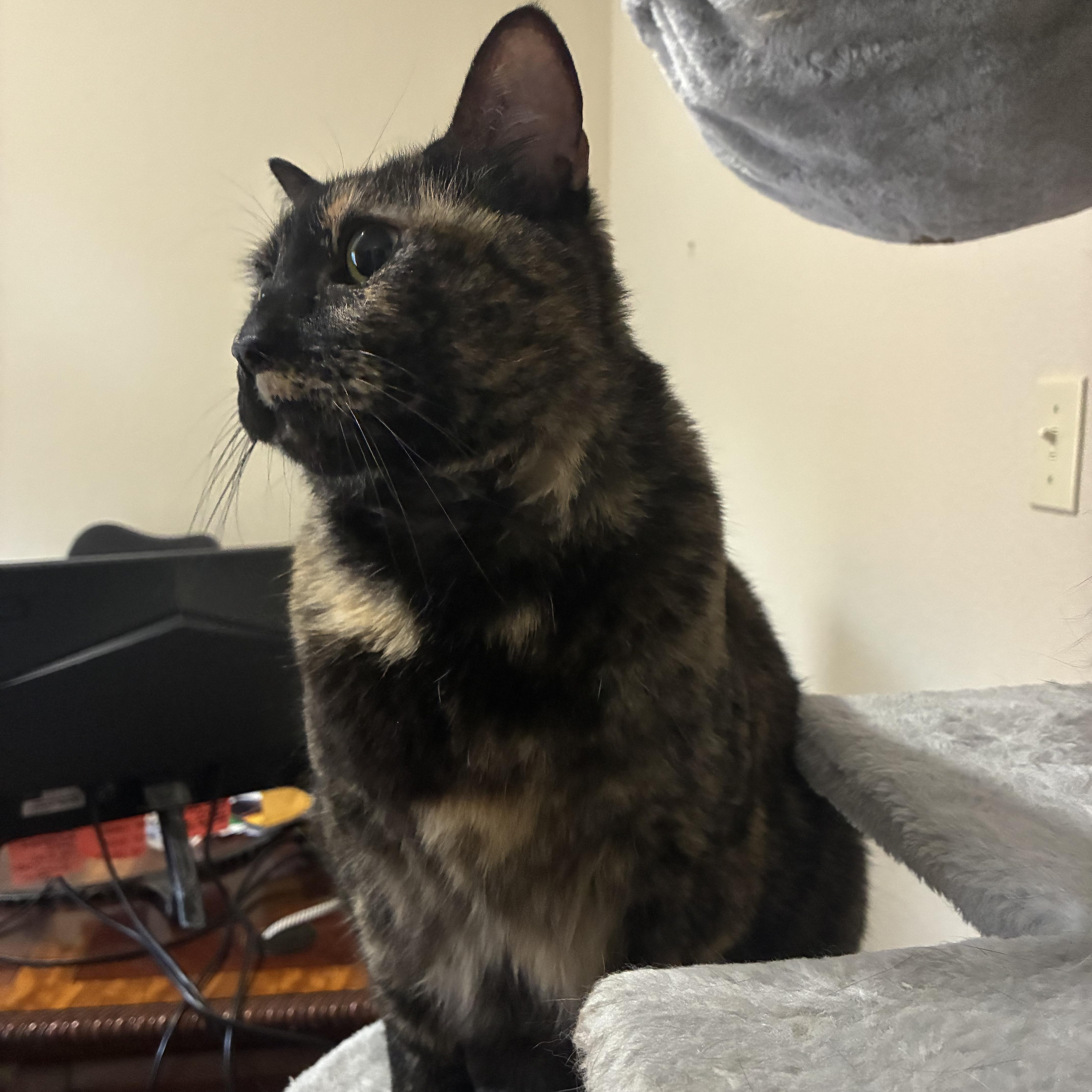 Enlarge Cookie, a Adoptable Tortoiseshell in Austin, TX image 6/6