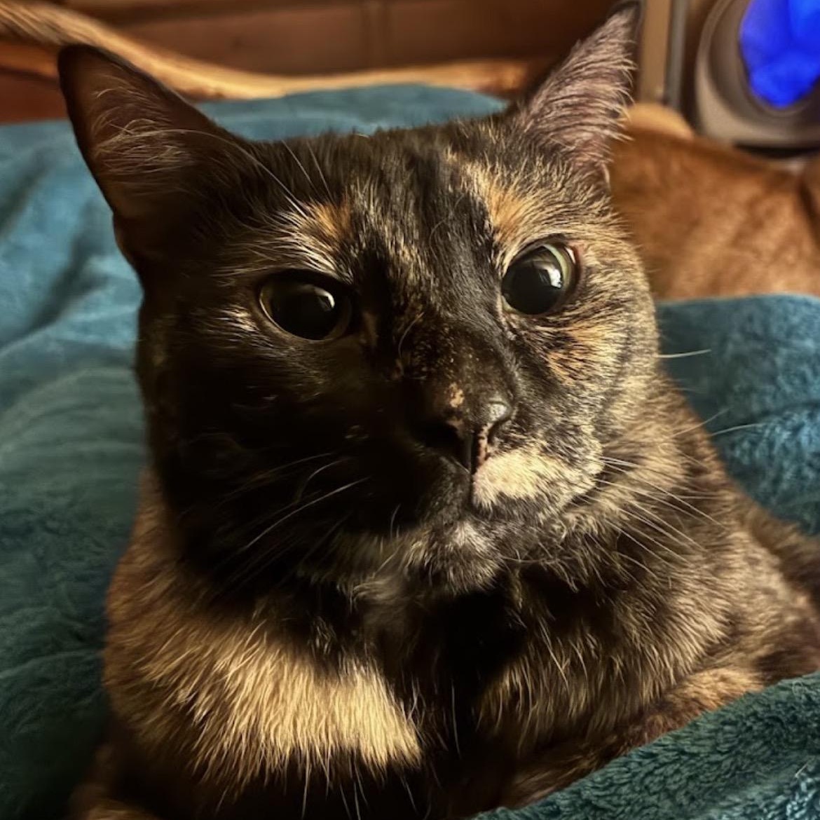 Cookie, a Adoptable Tortoiseshell in Austin, TX image 5/5