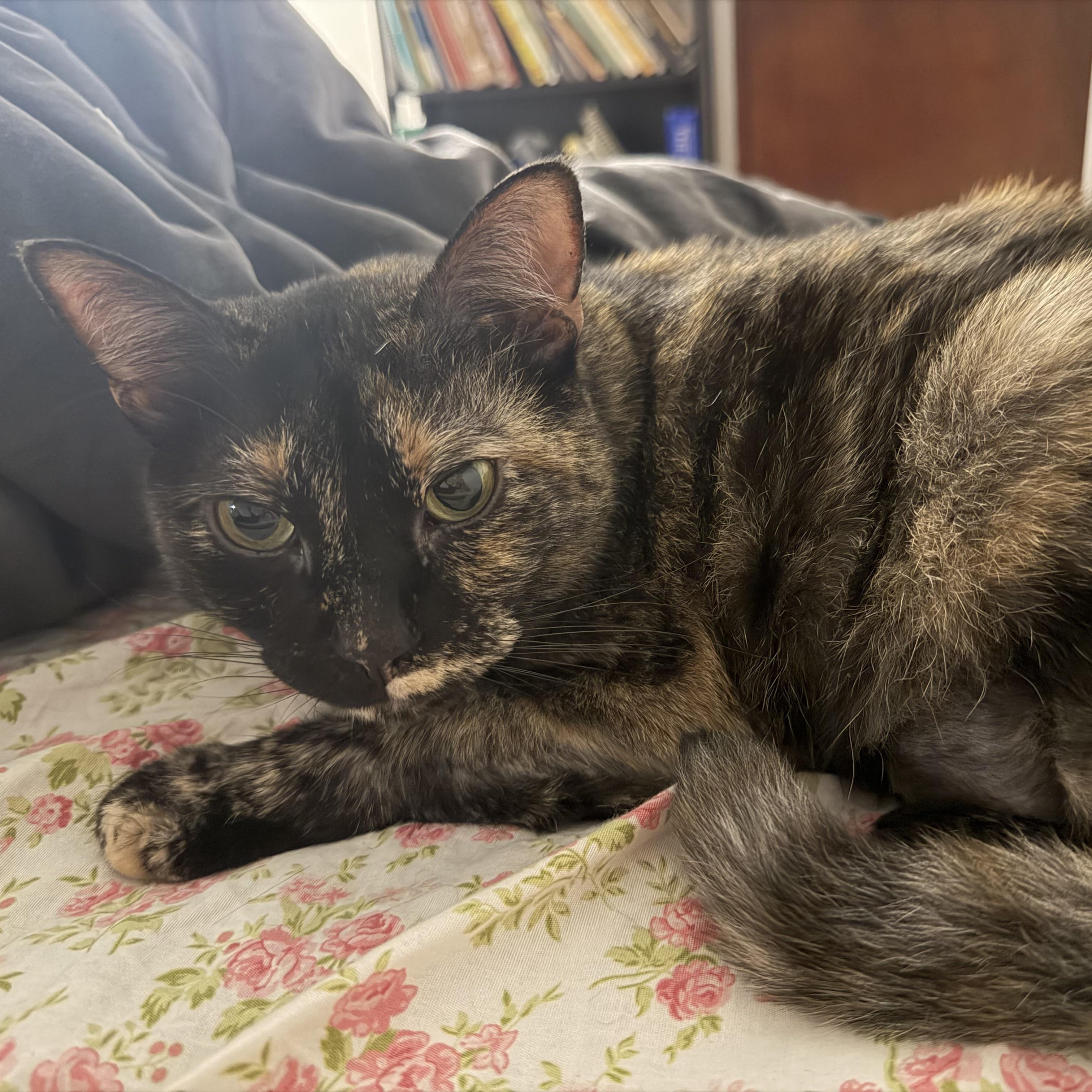 Cookie, Adoptable, Adult Female Tortoiseshell.