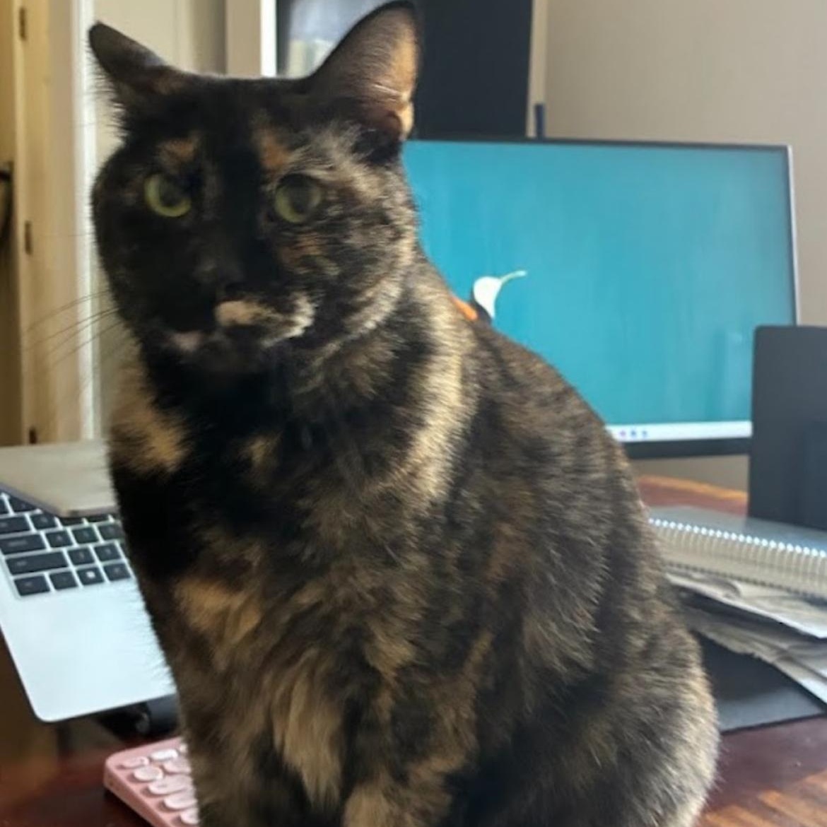 Enlarge Cookie, a Adoptable Tortoiseshell in Austin, TX image 2/6