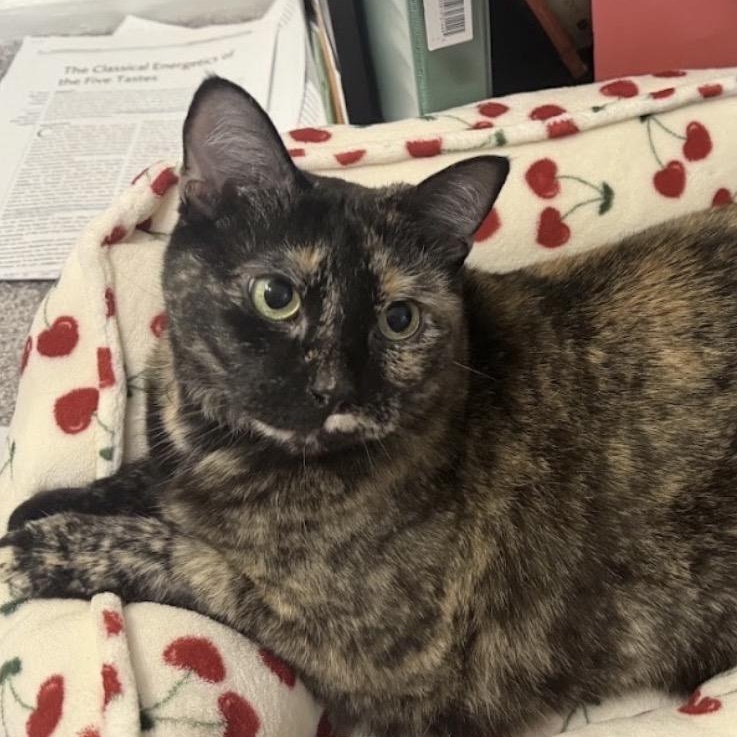 Cookie, a Adoptable Tortoiseshell in Austin, TX image 1/5