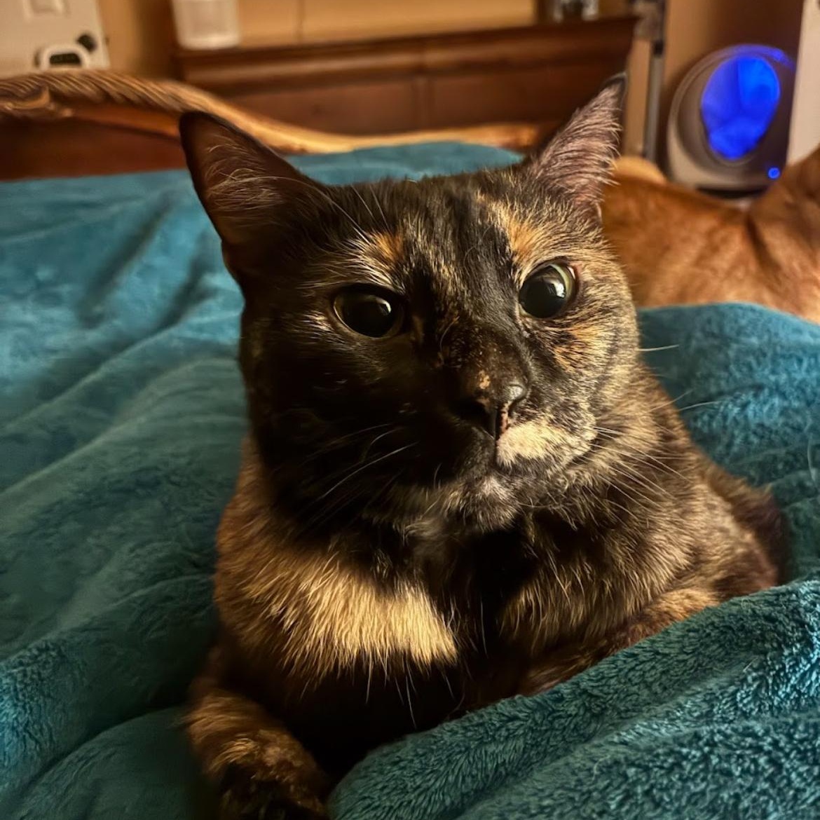 Enlarge Cookie, a Adoptable Tortoiseshell in Austin, TX image 1/6