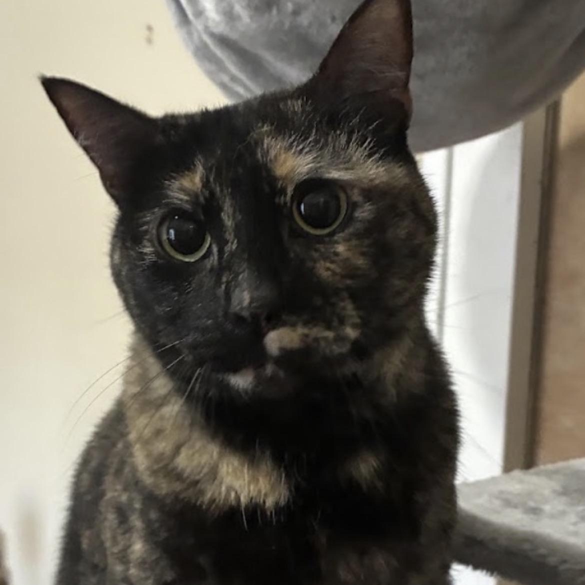 Cookie, a Adoptable Tortoiseshell in Austin, TX image 3/5