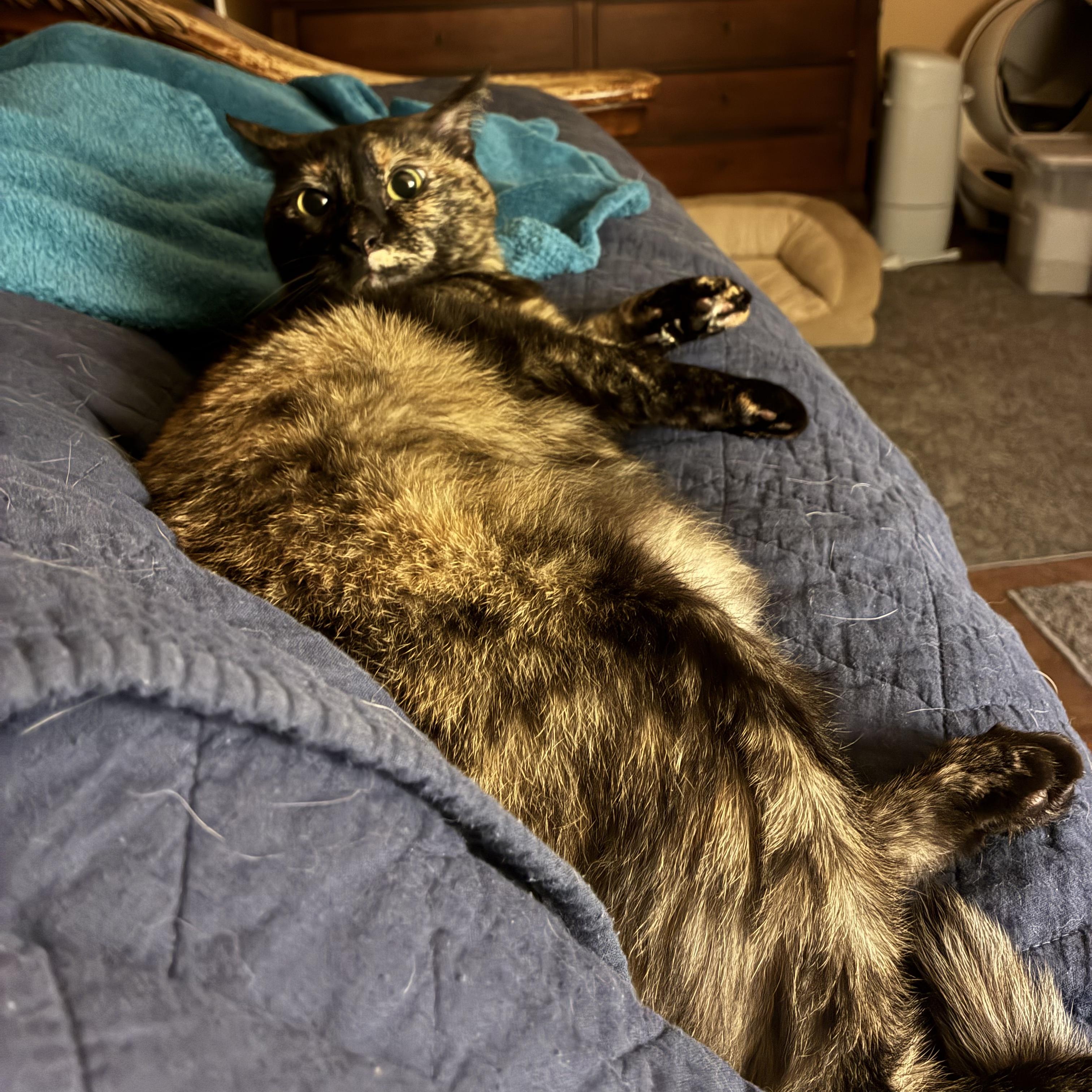 Enlarge Cookie, a Adoptable Tortoiseshell in Austin, TX image 5/6