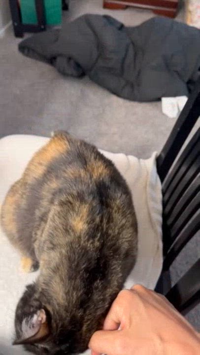 Enlarge Cookie, a Adoptable Tortoiseshell in Austin, TX video 3/5