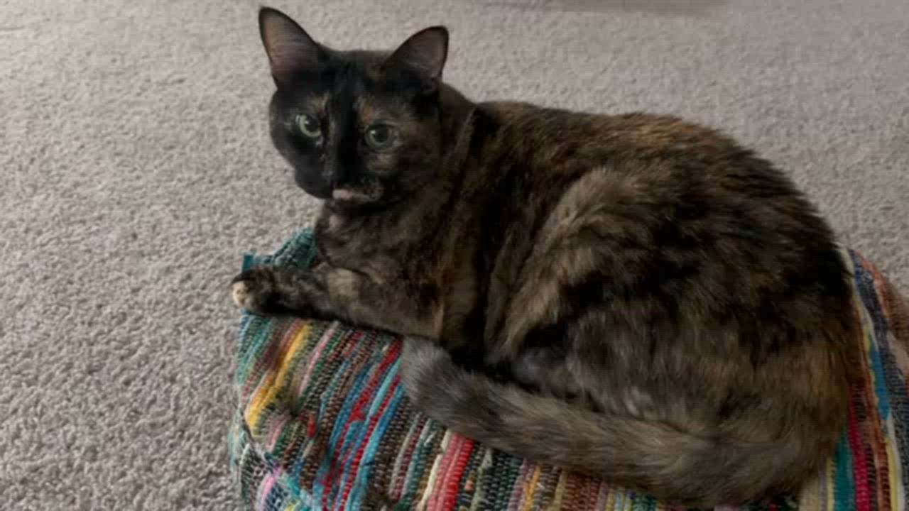 Enlarge Cookie, a Adoptable Tortoiseshell in Austin, TX video 5/5