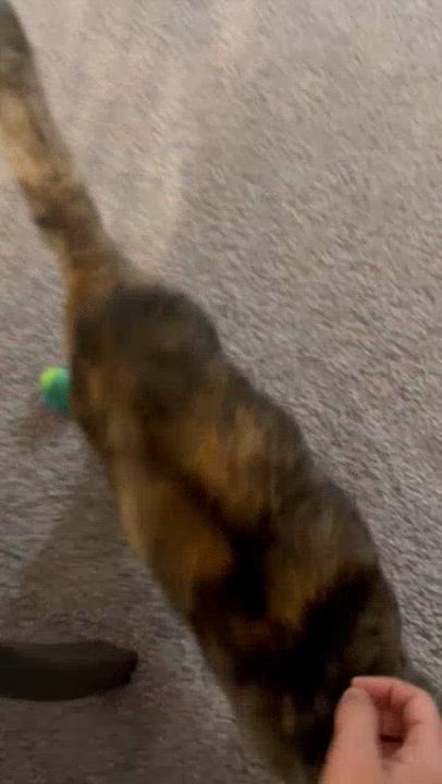 Enlarge Cookie, a Adoptable Tortoiseshell in Austin, TX video 4/5