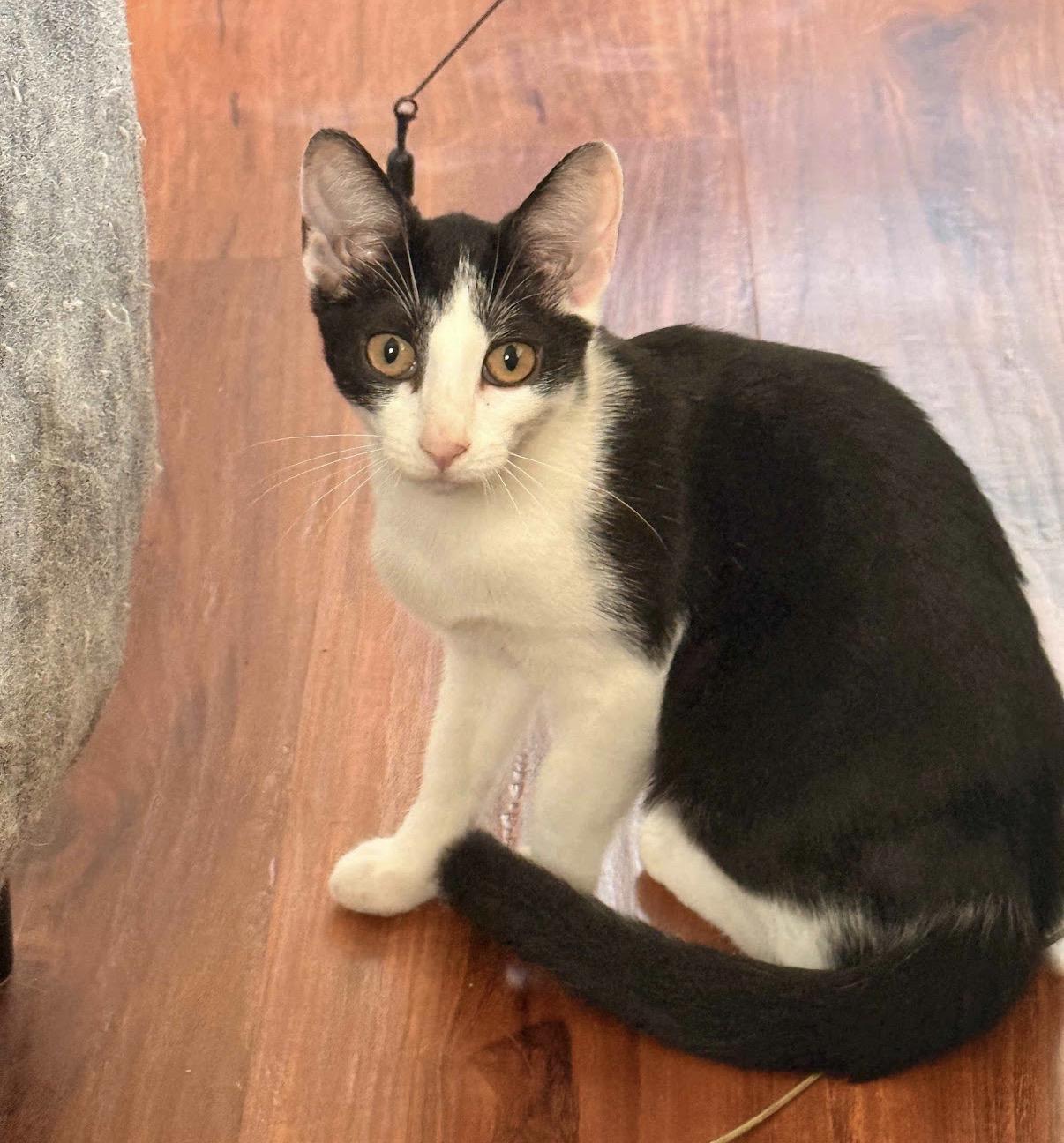 Scooby, ADOPTABLE, Kitten Female Domestic Short Hair.