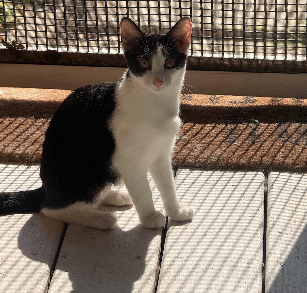 Scooby, a ADOPTABLE Domestic Short Hair in Hartville, OH image 2/4