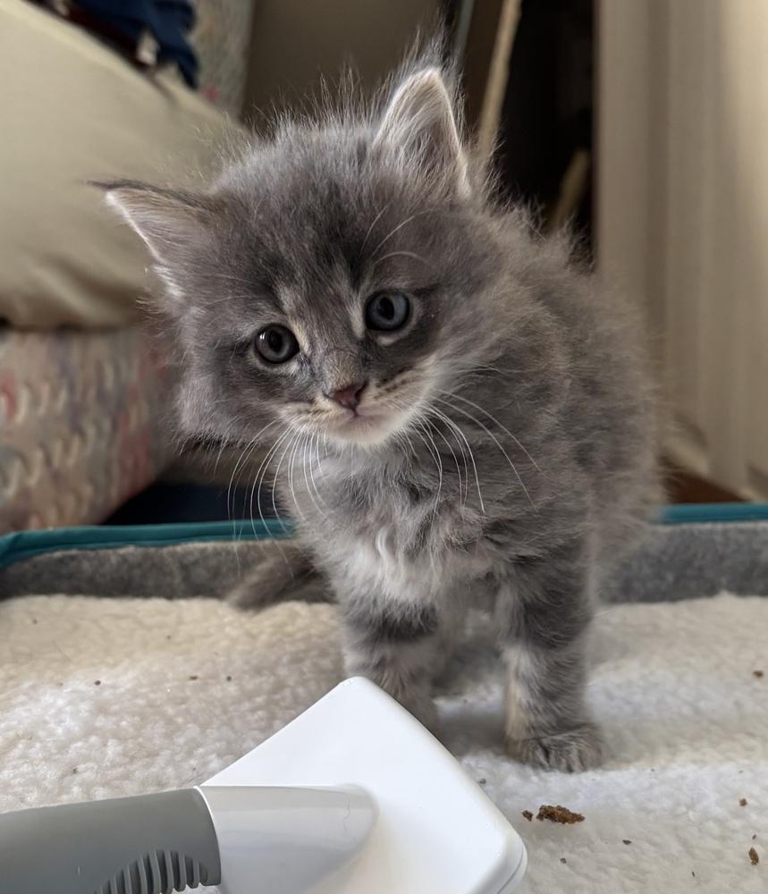 AC Goose (B.I.C), Adopted, Kitten Male Domestic Medium Hair.