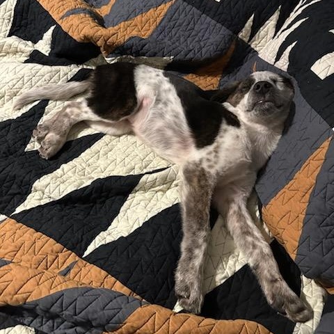 Enlarge Petrie, a Adoptable mixed breed in Blairstown, NJ image 6/6