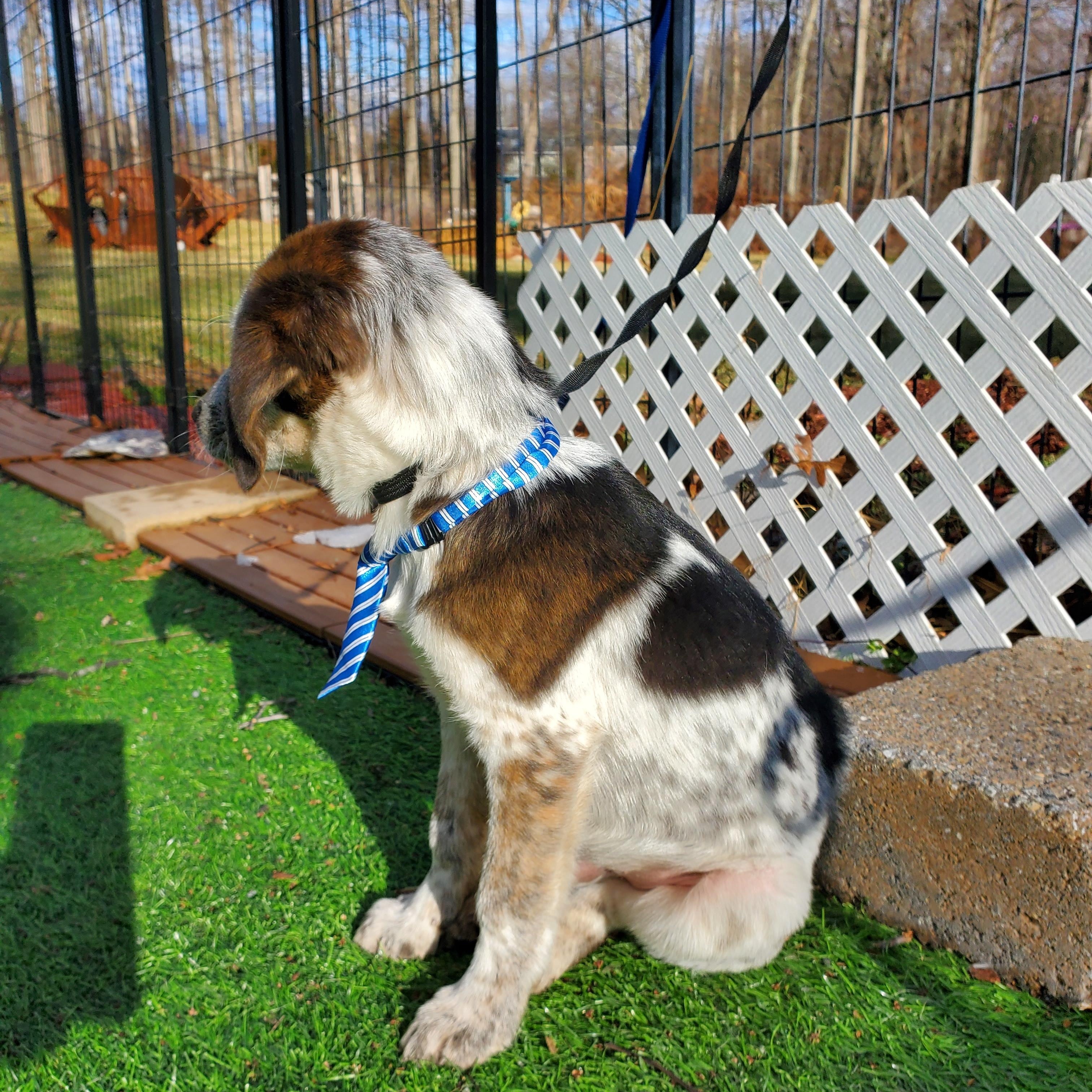 Enlarge Petrie, a Adoptable mixed breed in Blairstown, NJ image 4/6