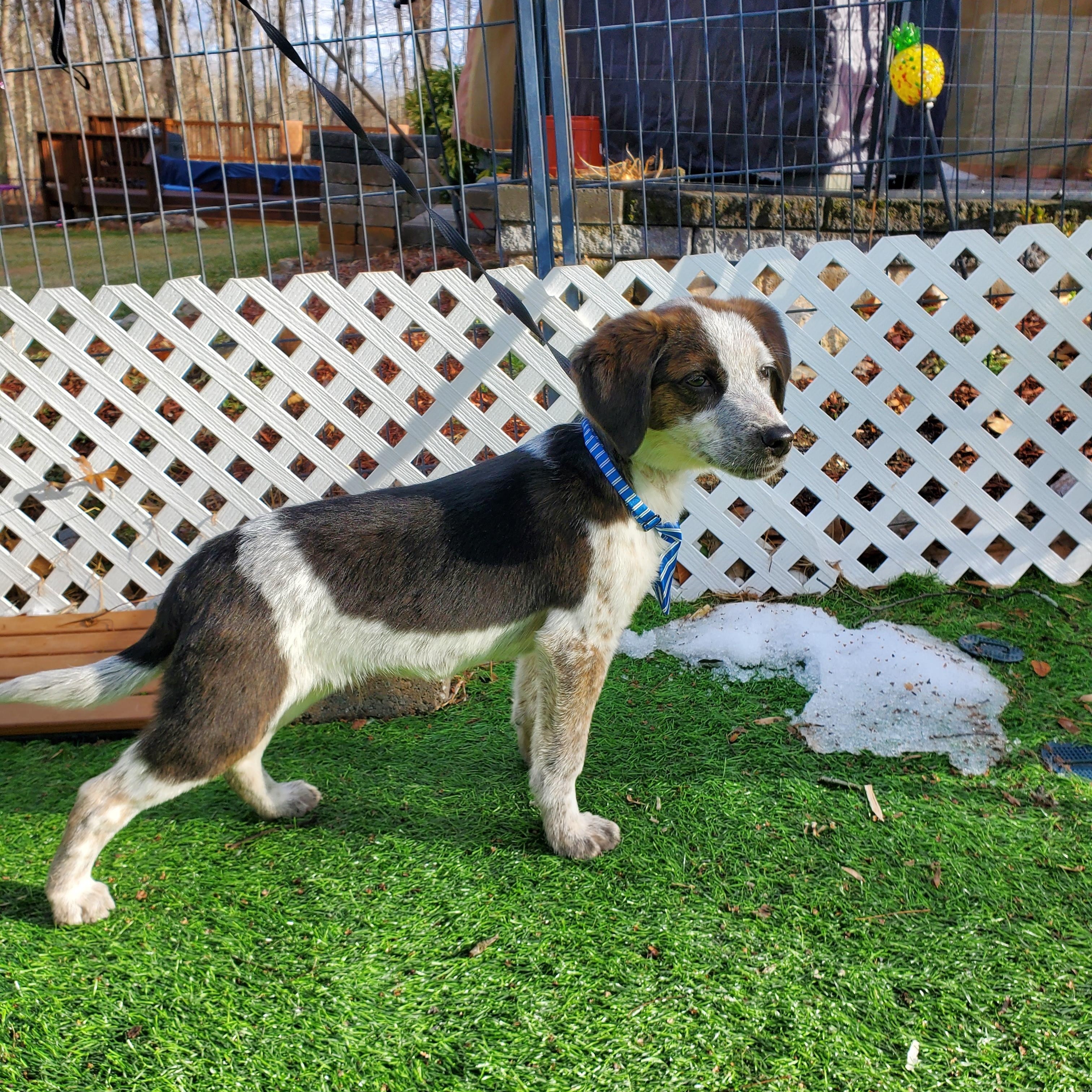 Enlarge Petrie, a Adoptable mixed breed in Blairstown, NJ image 3/6