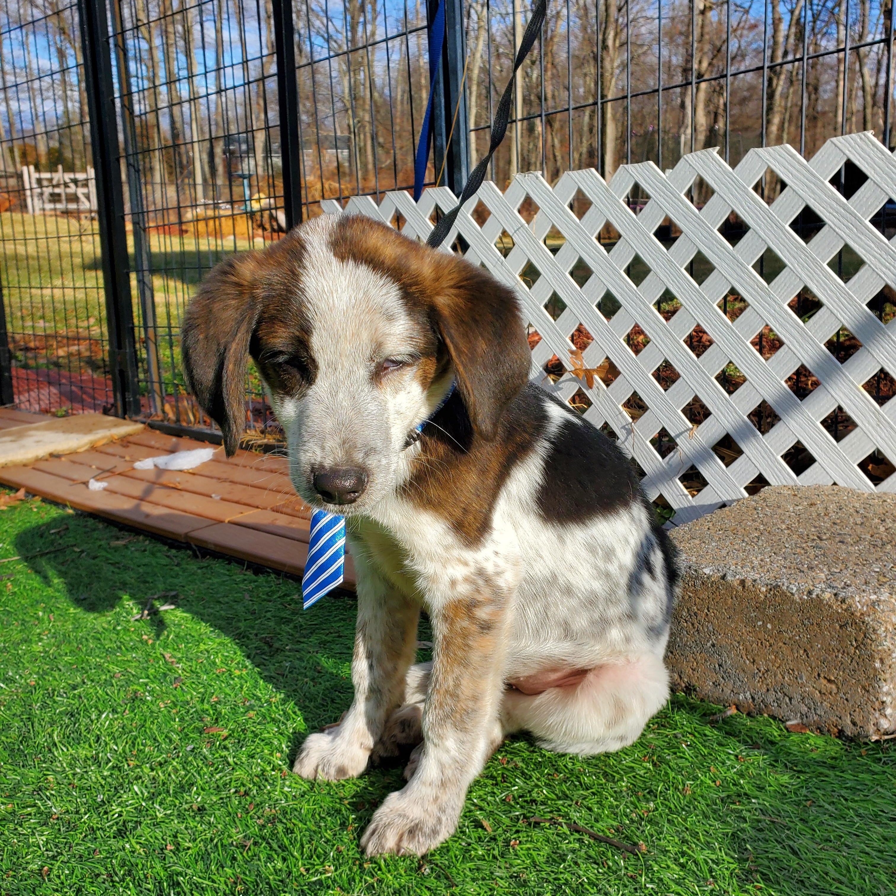 Petrie, Adoptable, Puppy Male Beagle & Mixed Breed.