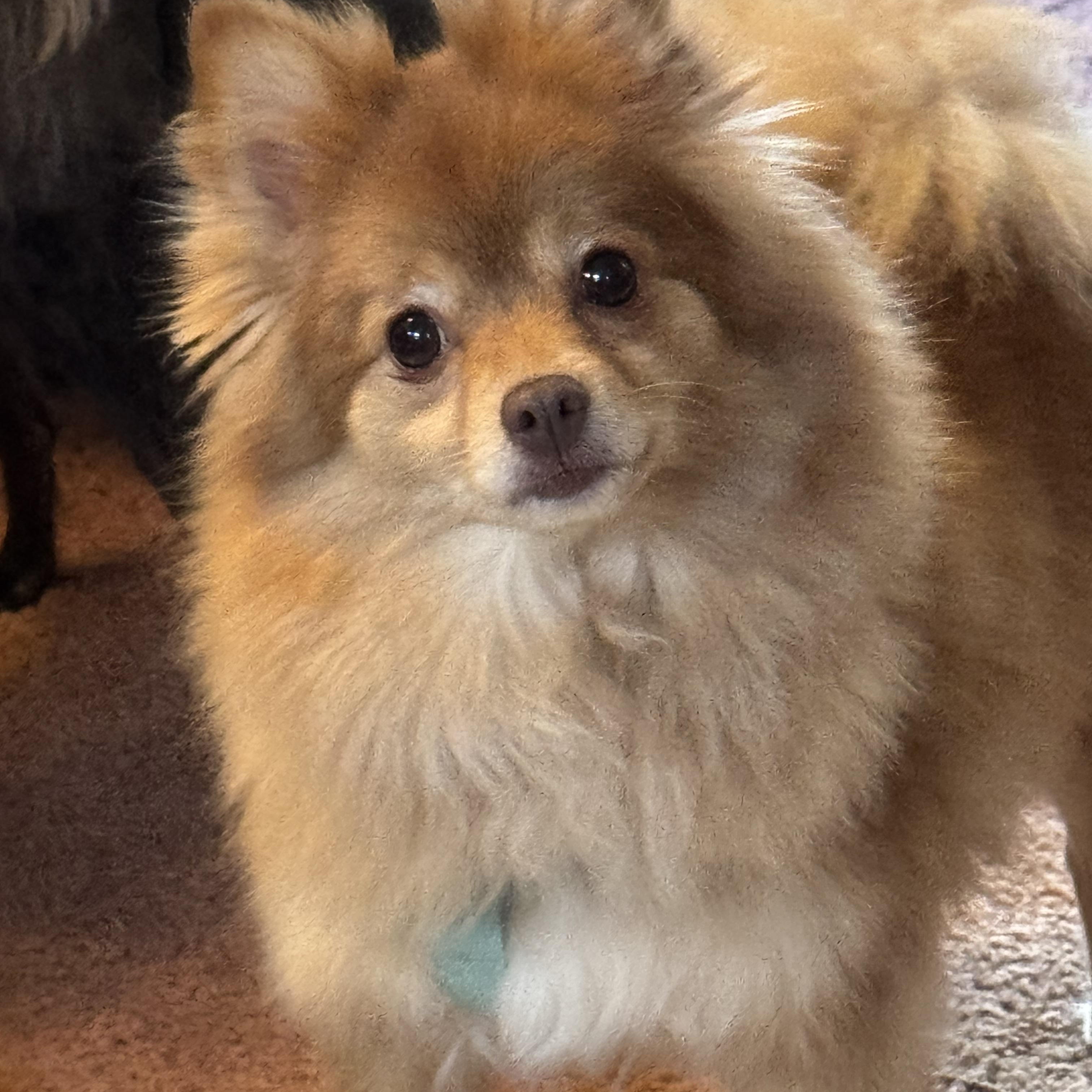 Enlarge Teddy, an adopted Pomeranian in Export, PA image 4/6
