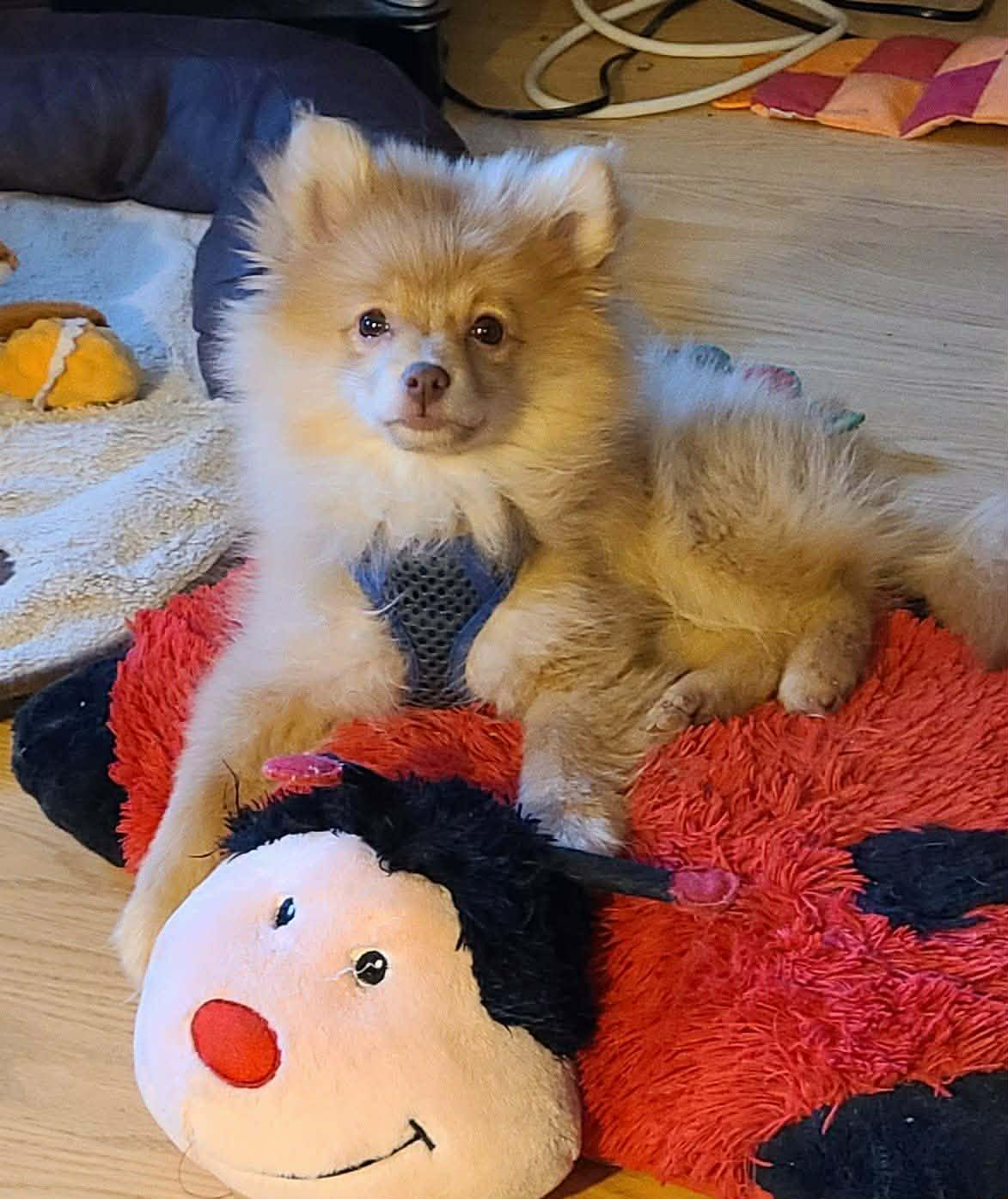 Teddy, ADOPTABLE, Adult Female Pomeranian.