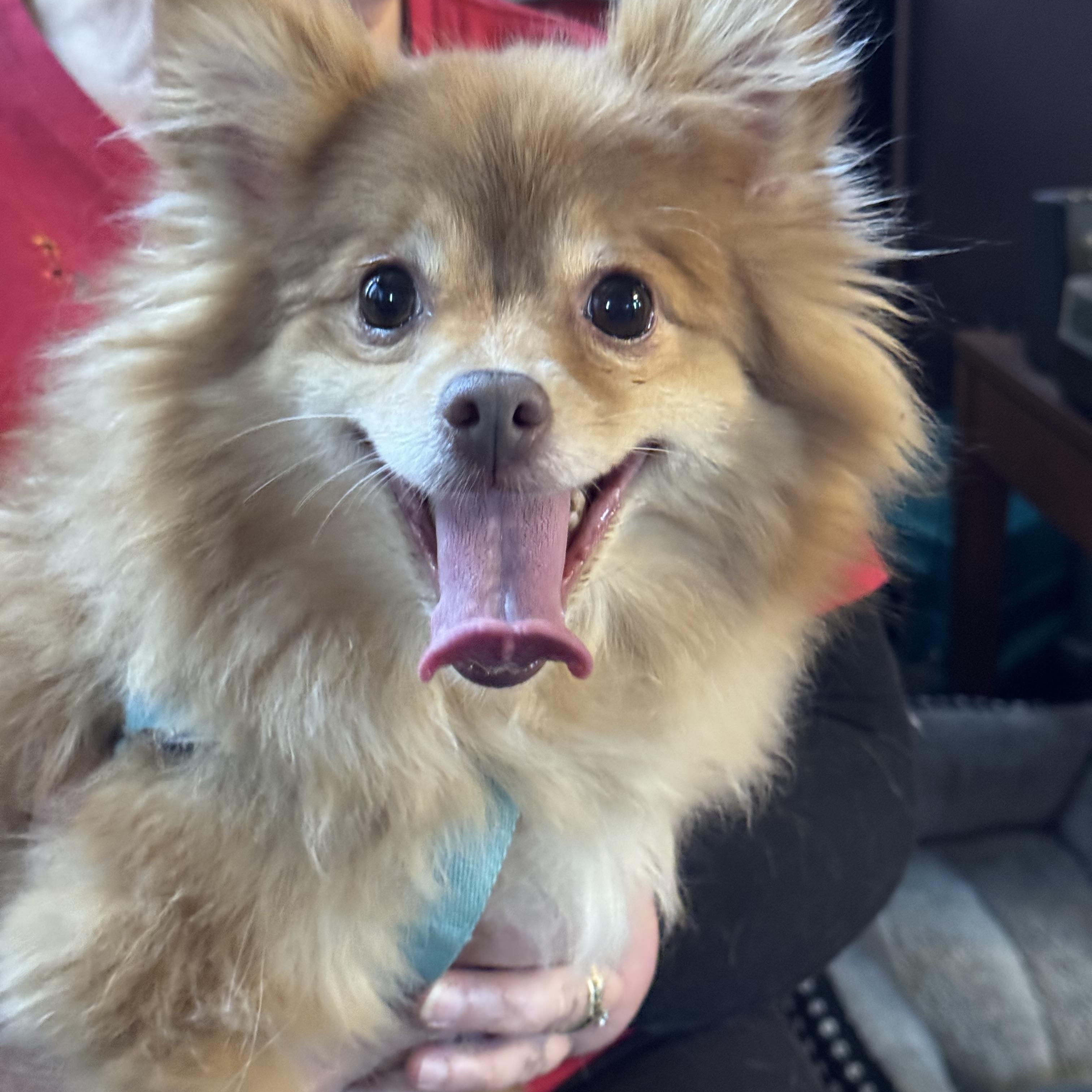 Enlarge Teddy, an adopted Pomeranian in Export, PA image 5/6