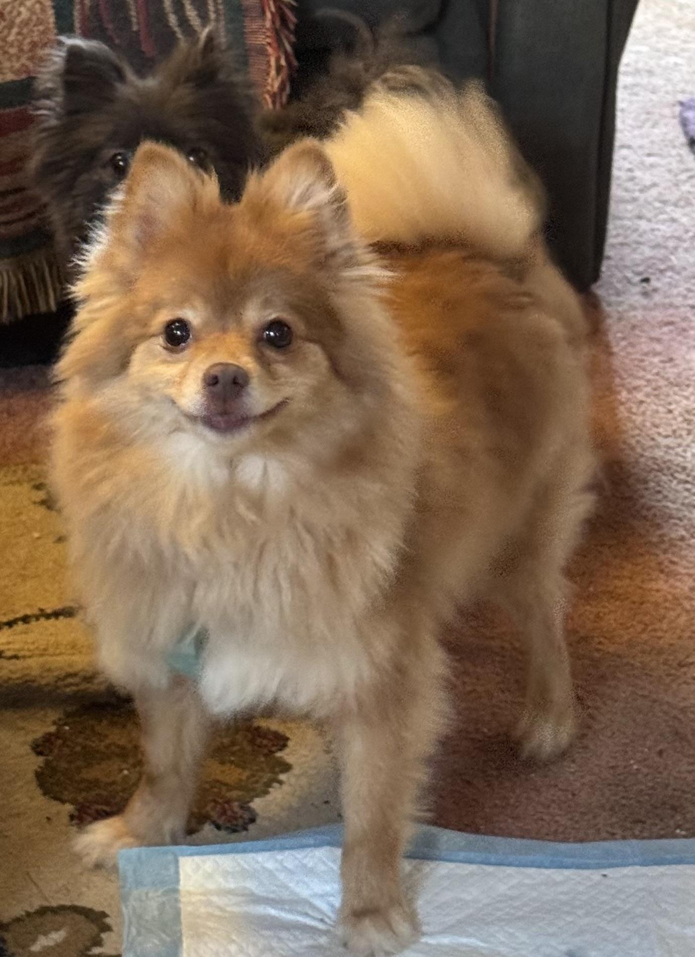 Enlarge Teddy, an adopted Pomeranian in Export, PA image 3/6