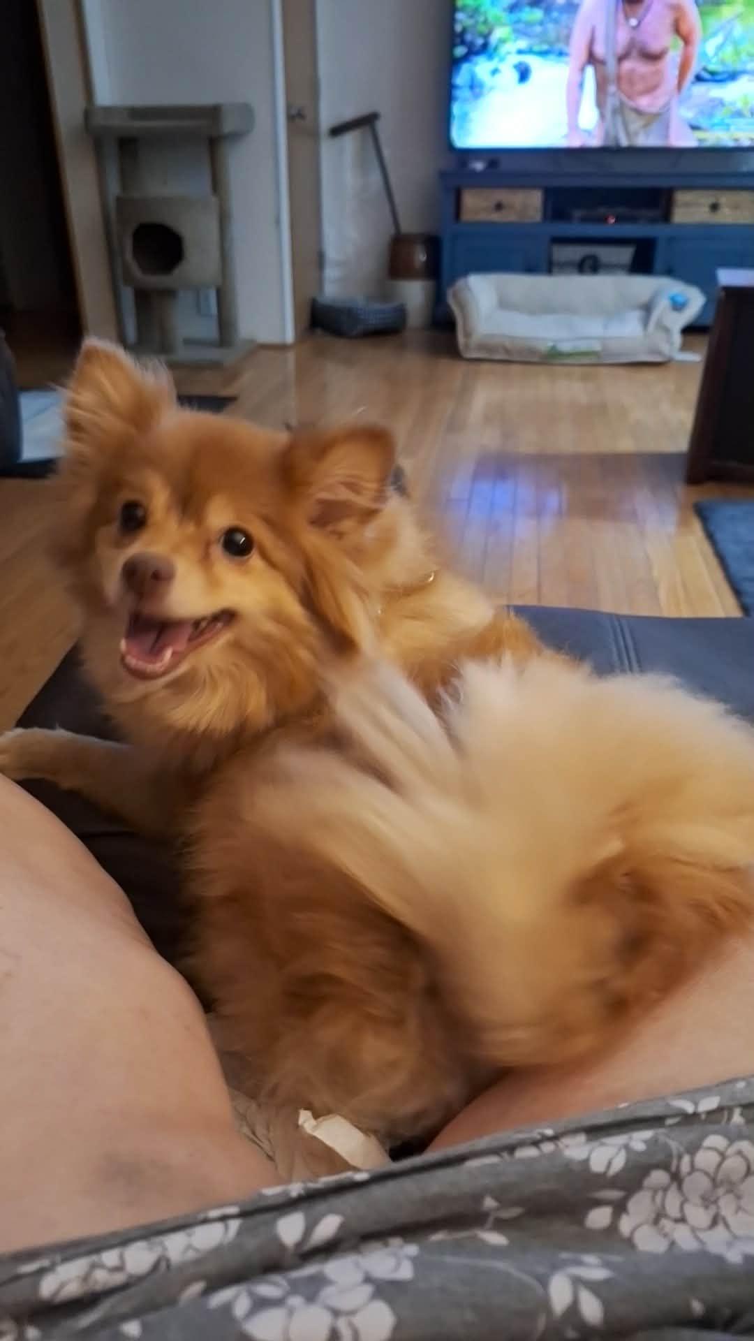 Enlarge Teddy, a ADOPTABLE Pomeranian in Export, PA image 5/5