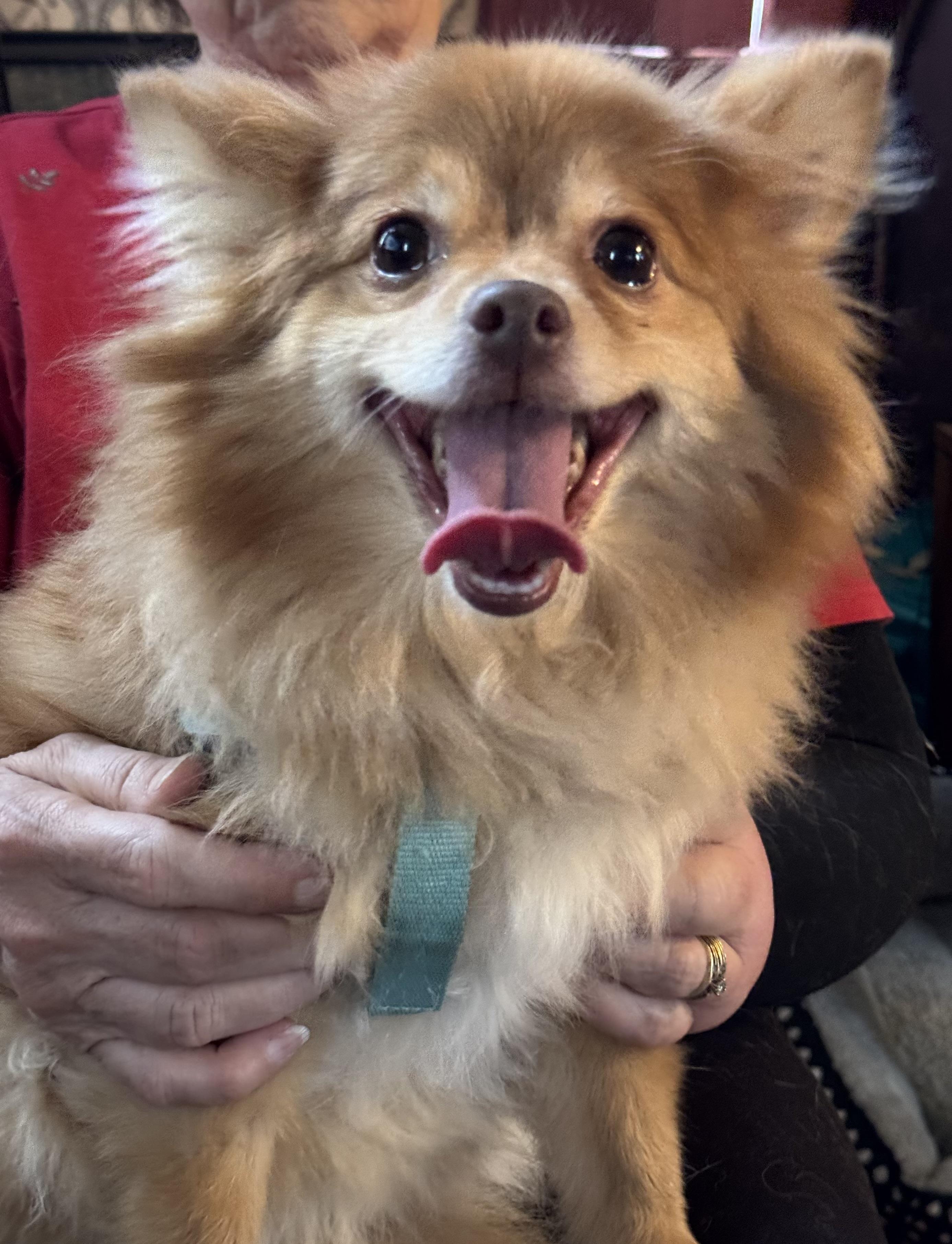 Enlarge Teddy, an adopted Pomeranian in Export, PA image 6/6