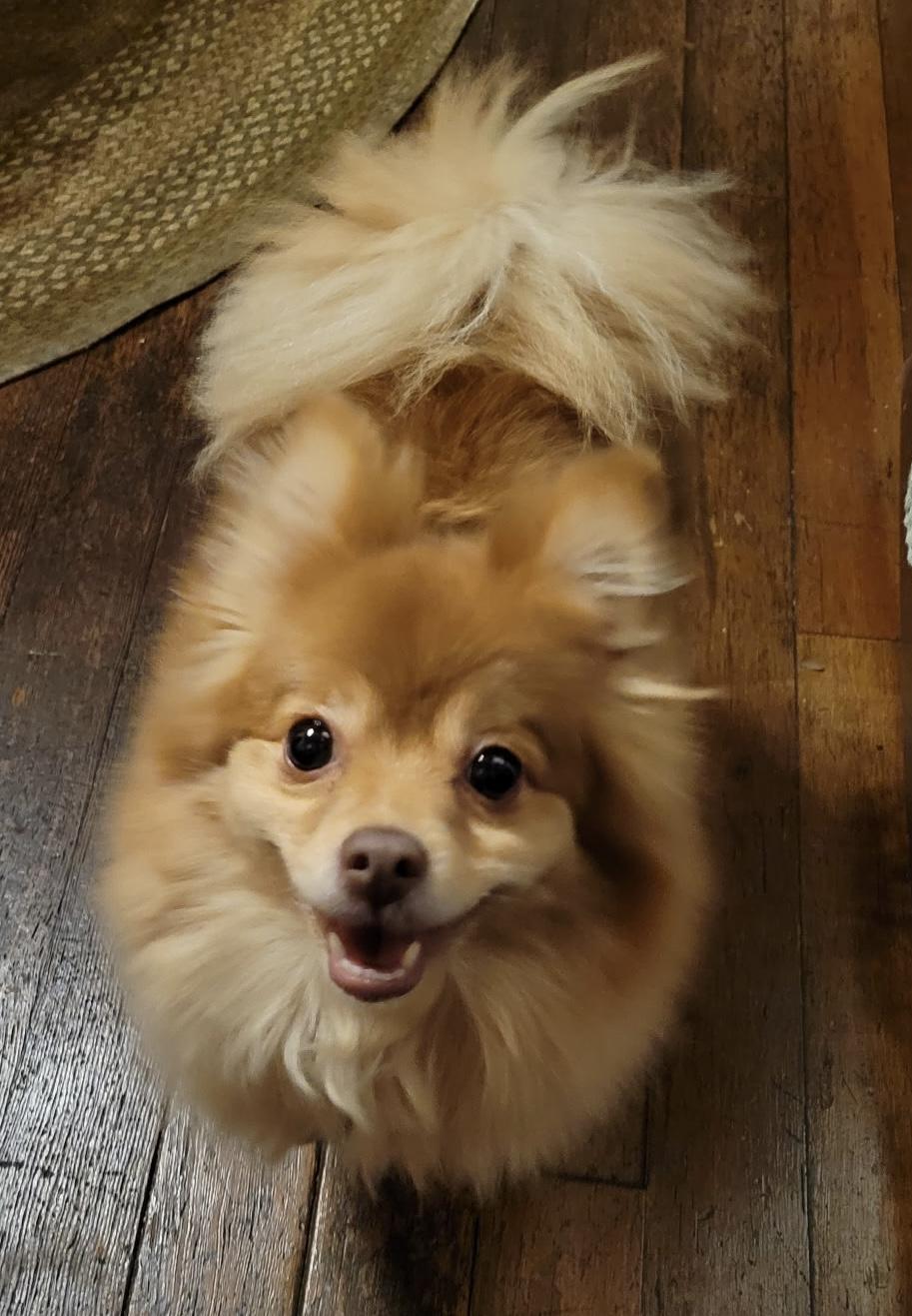 Enlarge Teddy, a ADOPTABLE Pomeranian in Export, PA image 2/5