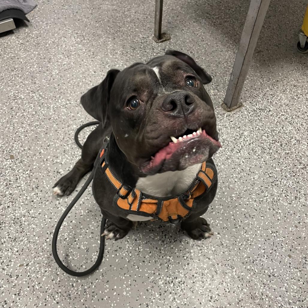 Enlarge Grizzley, a Adoptable English Bulldog in Henderson, NV image 1/2