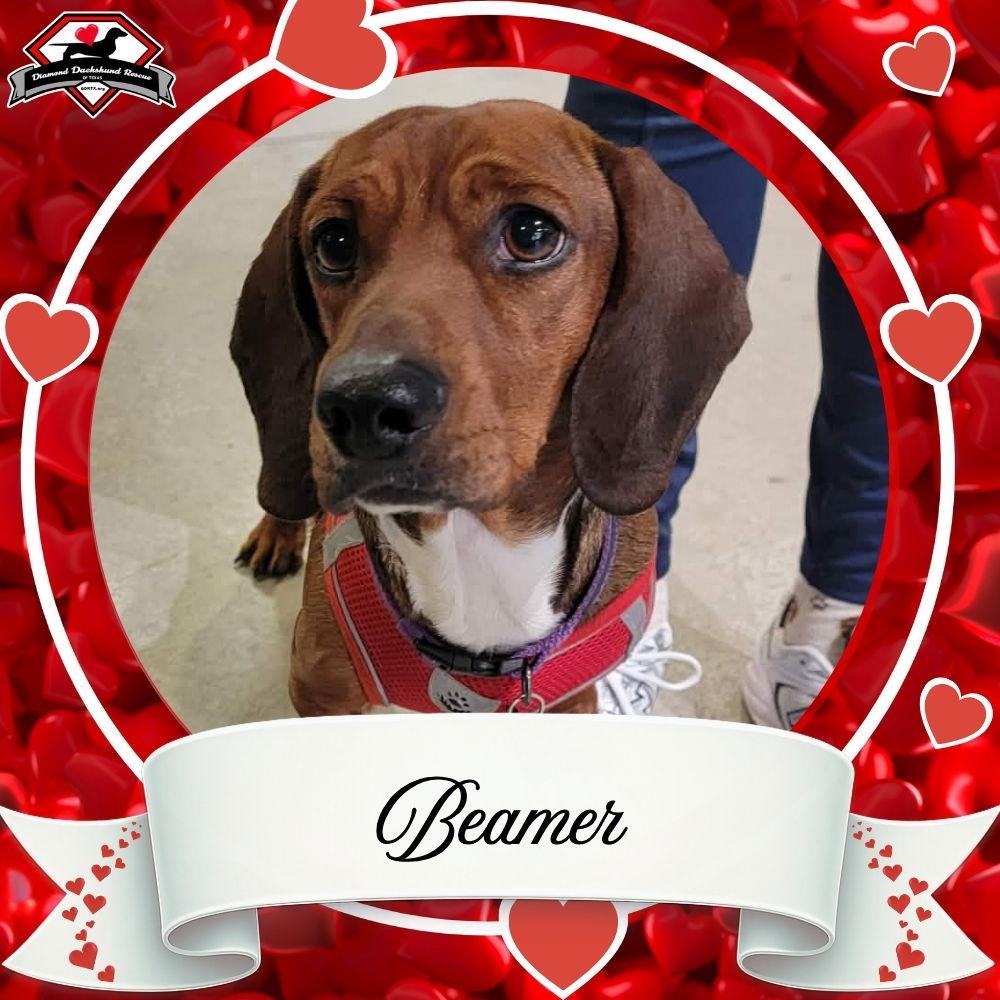 Beamer, Adoptable, Adult Male Dachshund.