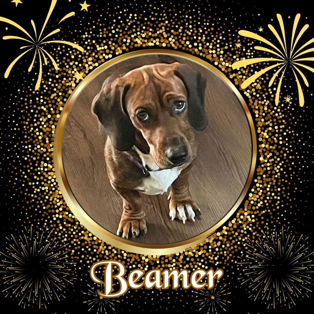 Beamer, a Adoptable Dachshund in San Antonio, TX image 1/3