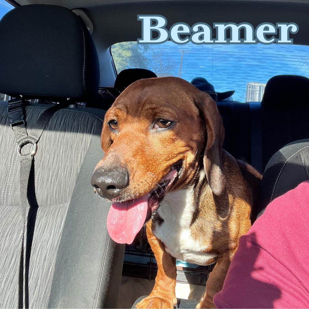 Beamer, a Adoptable Dachshund in San Antonio, TX image 2/3