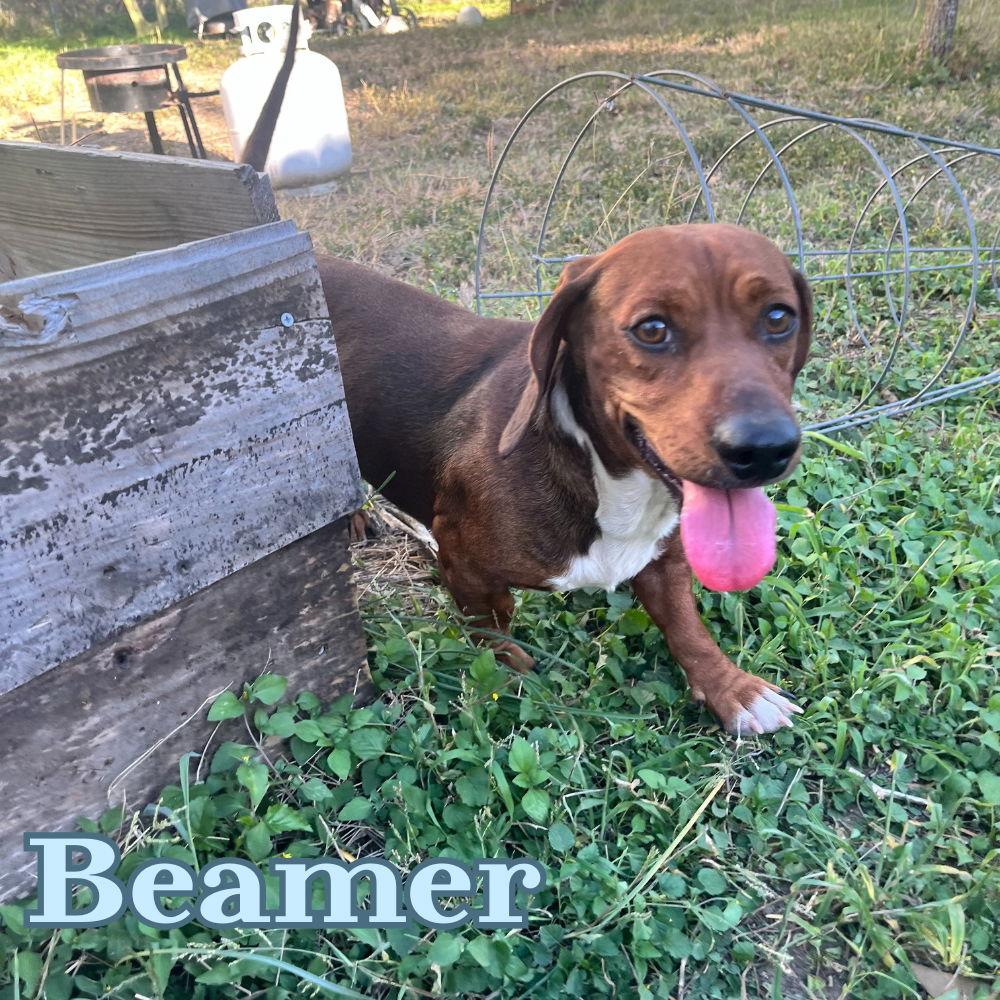 Beamer, a Adoptable Dachshund in San Antonio, TX image 3/3