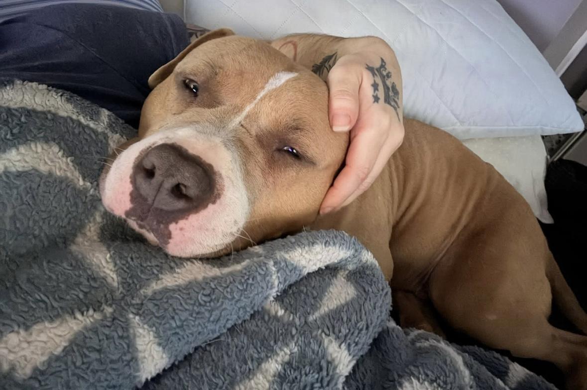 Enlarge Suki, a ADOPTABLE mixed breed in Rochester, NY image 2/4