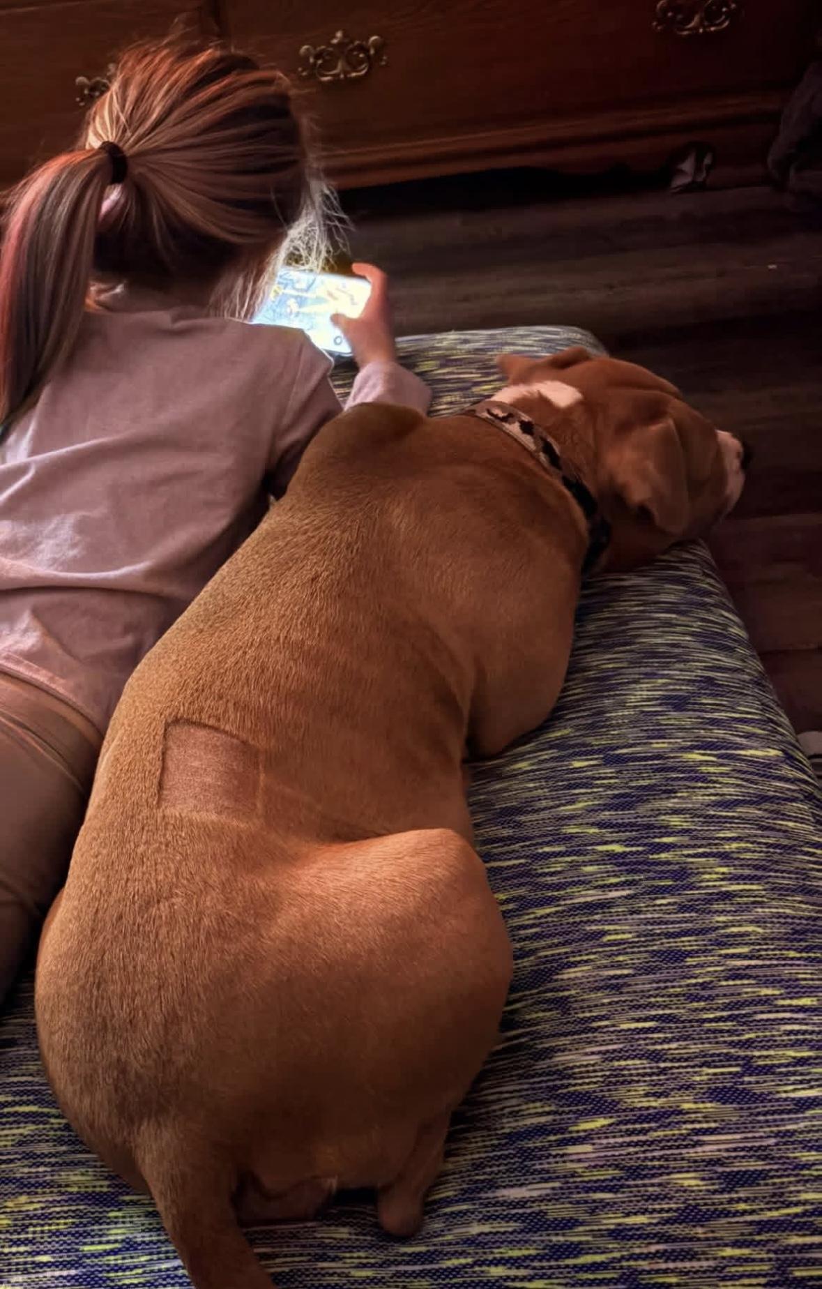 Enlarge Suki, a ADOPTABLE mixed breed in Rochester, NY image 4/4